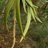 Oberonia thwaitesii Hook.f.